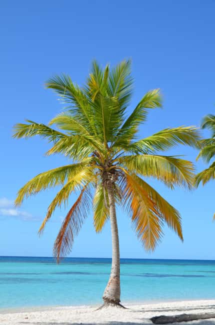 Saona Special Tour: Four Beaches & Canto Experience - Saona Paradise, lunch, and the VIP beach area