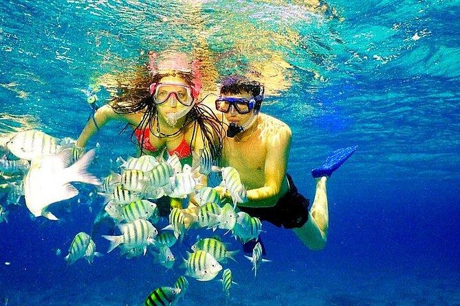 Scuba Diving at Catalina Island - 2 tank | 2 spots - Two Catalina sites, two very different underwater moods