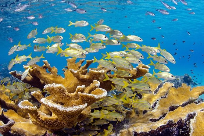 Scuba Doo Diving Experience in Punta Cana - The Scuba Doo scooter at Cabeza de Toro
