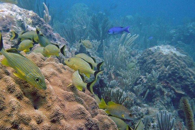 Scuba Doo Diving Experience in Punta Cana - Panoramic One and the glass-bottom view