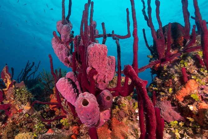 Scuba Doo Diving Experience in Punta Cana - Who will enjoy this Punta Cana excursion?