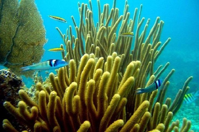 Scuba Doo Underwater Scooter in Punta Cana (Half Day) - Safety, comfort, and the boat transfers