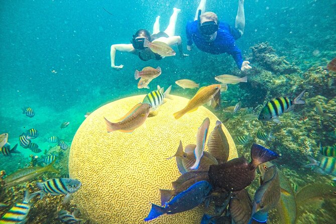 Snorkel Lovers for All Ages & Premium Seafood Lunch in Punta Cana - Key points to know before you book