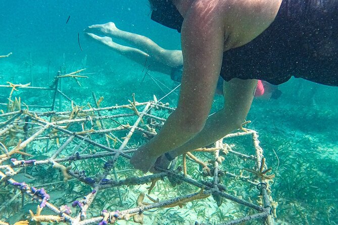 Snorkel Lovers for All Ages & Premium Seafood Lunch in Punta Cana - Lunch returns you to the natural pool