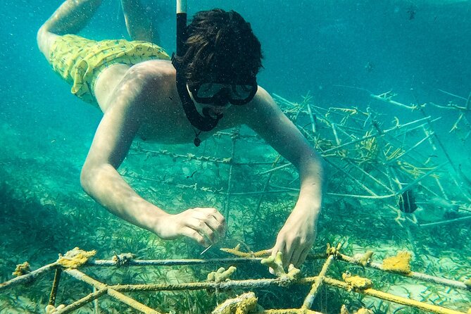 Snorkel Lovers for All Ages & Premium Seafood Lunch in Punta Cana - Drinks, music, and the right level of partying