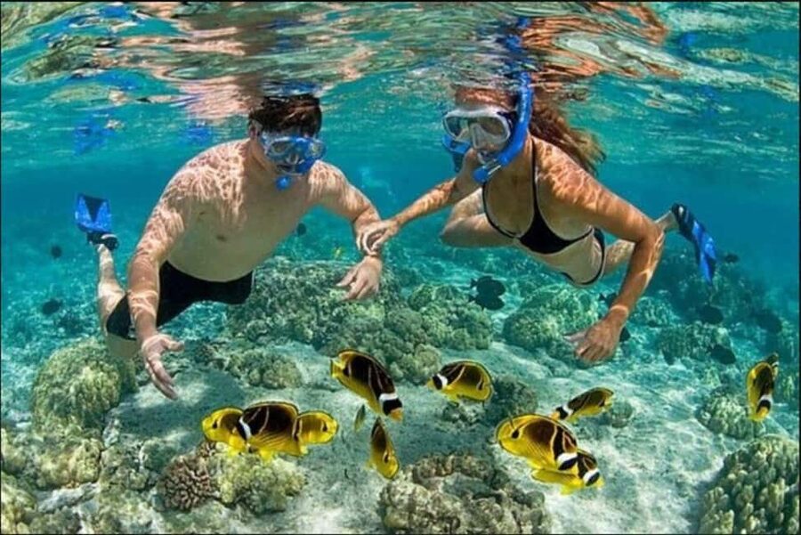Speedboat Adventure and Snorkeling from Punta Cana - The Reef Stop and Its Colorful Fish