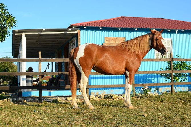 Sunset Horseback Riding Tour in Punta Cana (Private Option) - Photos, videos, and extra costs