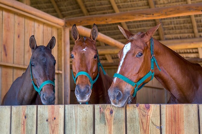 Swimming with Horses at the Beach from Punta Cana Free transportation - The horse room, snacks, and mangrove stop