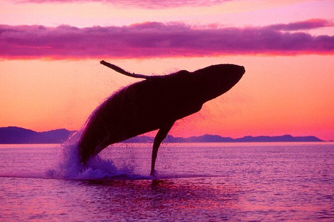 Whale Watching & Limón Waterfall Day Trip - Why Samaná Bay makes the long ride worthwhile