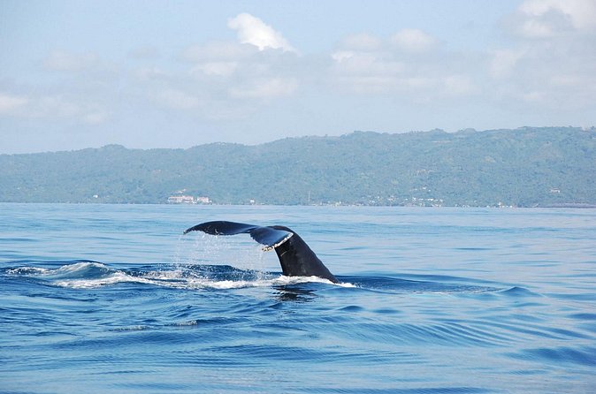 Whale Watching & Limón Waterfall Day Trip - Should you book it?