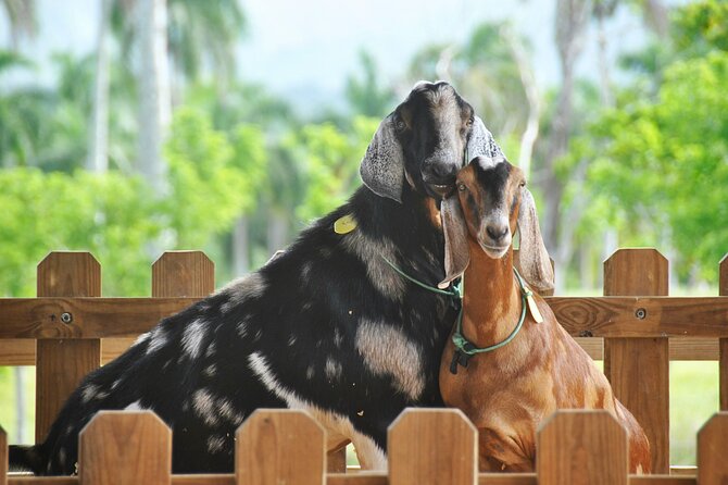 Xploration Animal Encounters Half Day Tour from Punta Cana - Horseback riding and kayaking